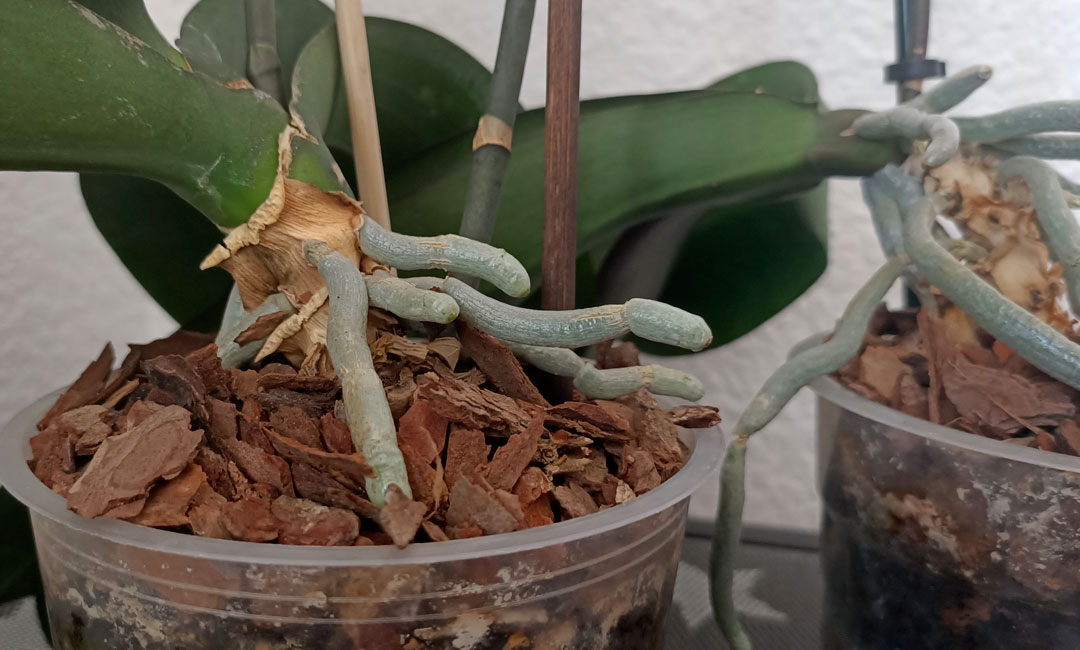Sustrato para orquídeas epífitas