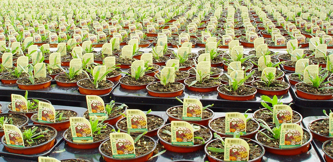 Bandejas de transporte y cultivo termoformadas en cultivo