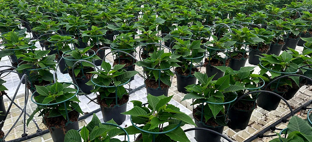 Cultivo de Poinsettia con sopafix Cultivo de Poinsettia con sopafix