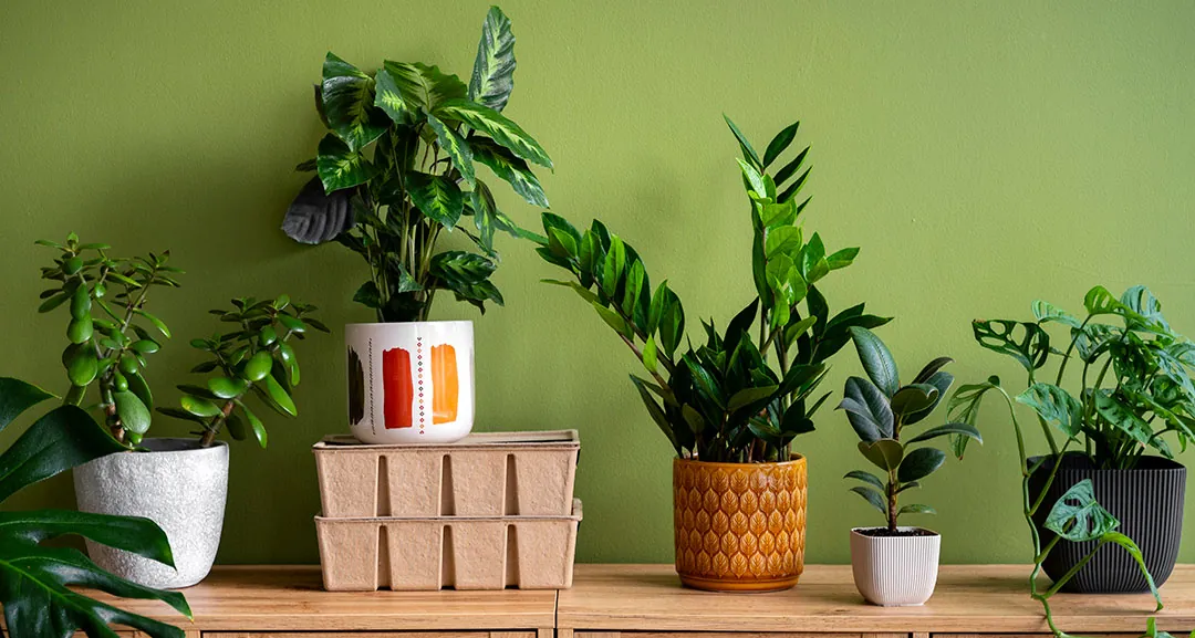 Plantas de interior decorativas por sus hojas Plantas de interior decorativas por sus hojas