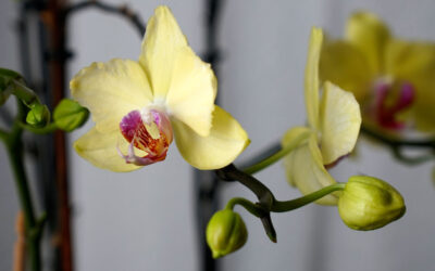 Sustratos para orquídeas
