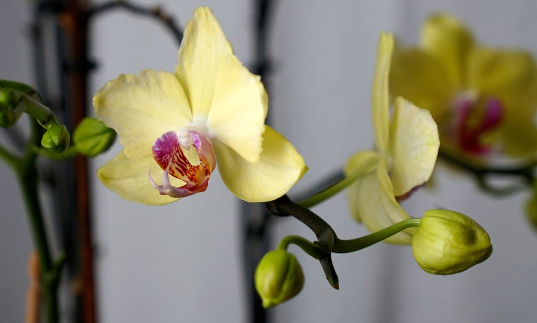 Orquídeas de flores amarillas