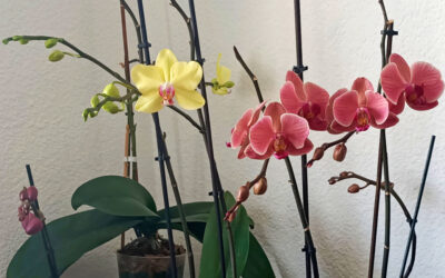 Sustratos para orquídeas Phalaenopsis