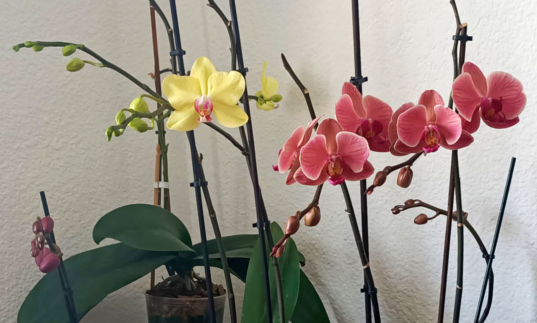 Phalaenopsis plantadas en sustrato para orquídeas epífetas