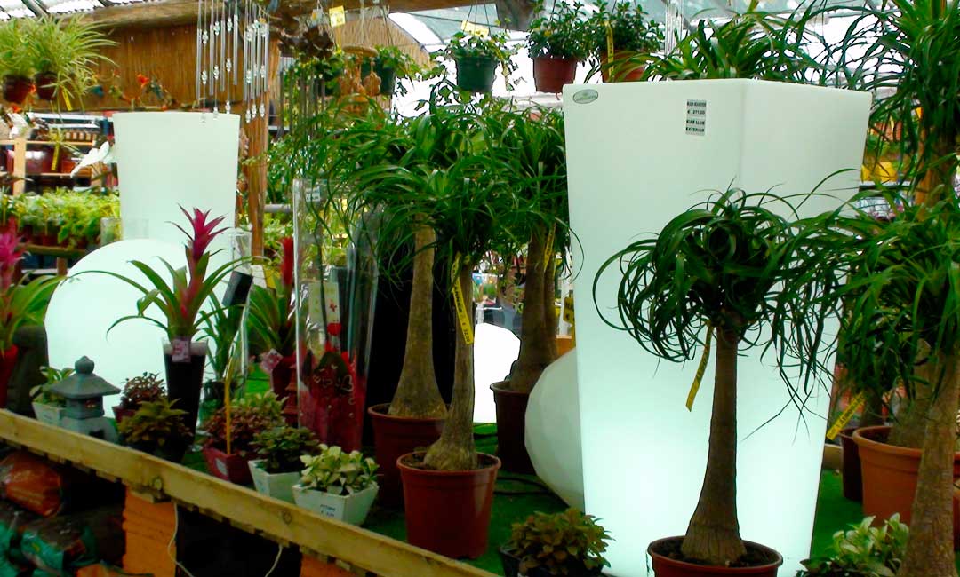 Macetas de luz para plantas ornamentales