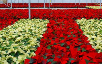 Sustrato para el cultivo de poinsettias