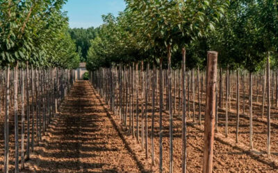 Saco controlador de raíces en cultivo