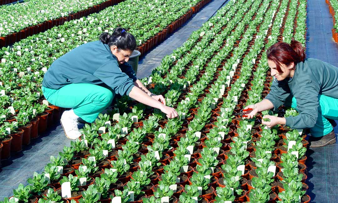 Plantas de temporada en cultivo con sustrato de calidad