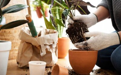 Sustrato para plantas de interior