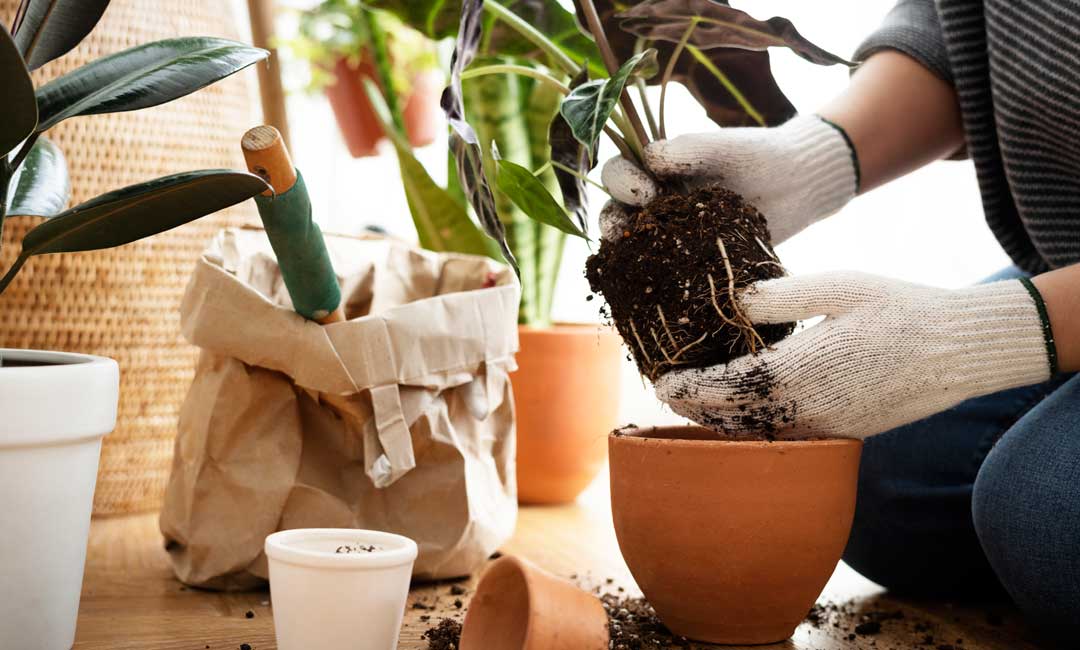 Sustrato para plantas de interior