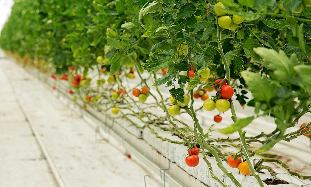 Cultivo hidropónico de tomate en lana de roca