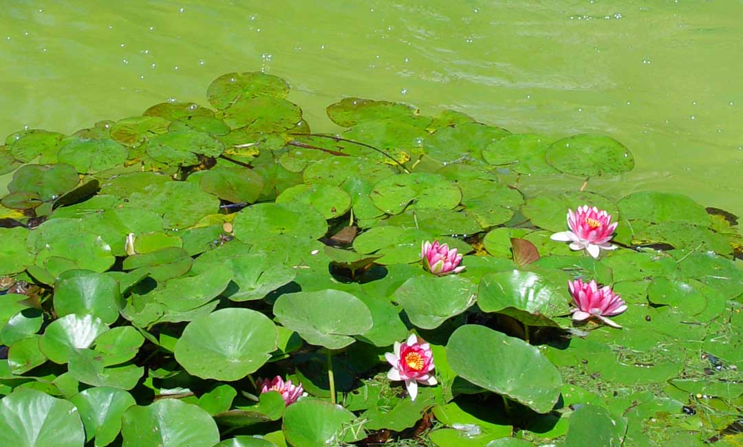 Sustrato para plantas acuáticas