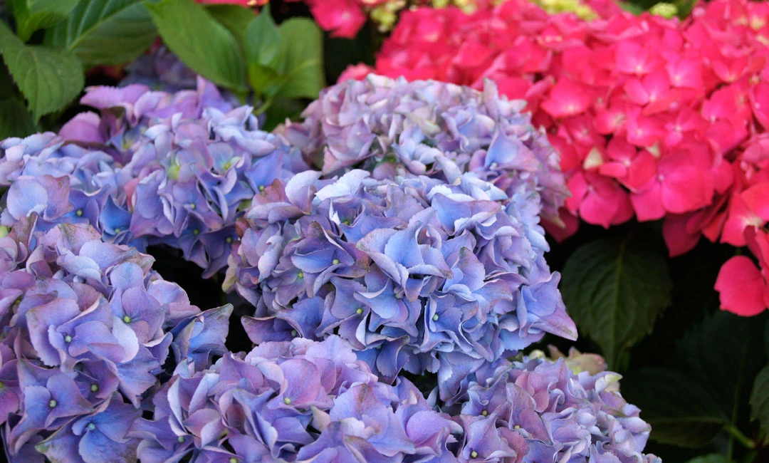 Hortensias de flores azules y rojas