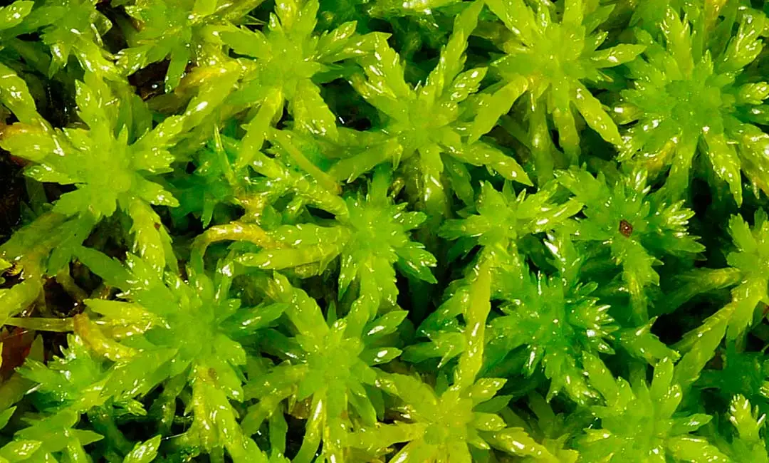 Musgo de Sphagnum en la turbera