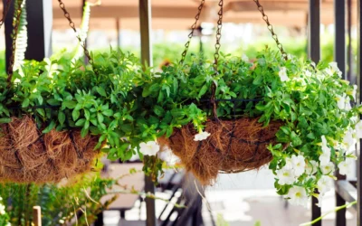Cestas colgantes para plantas