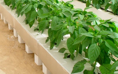 Macetas y contenedores para cultivo hidropónico profesional