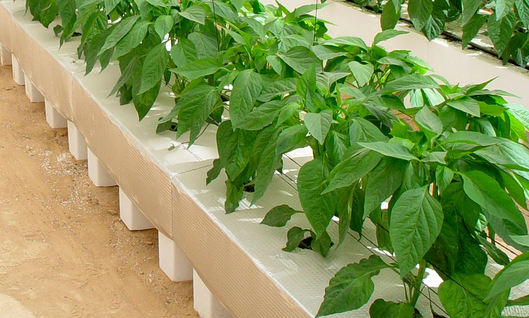 Macetas especiales para cultivo hidropónico de pimiento