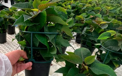 Soporte para macetas sopafix