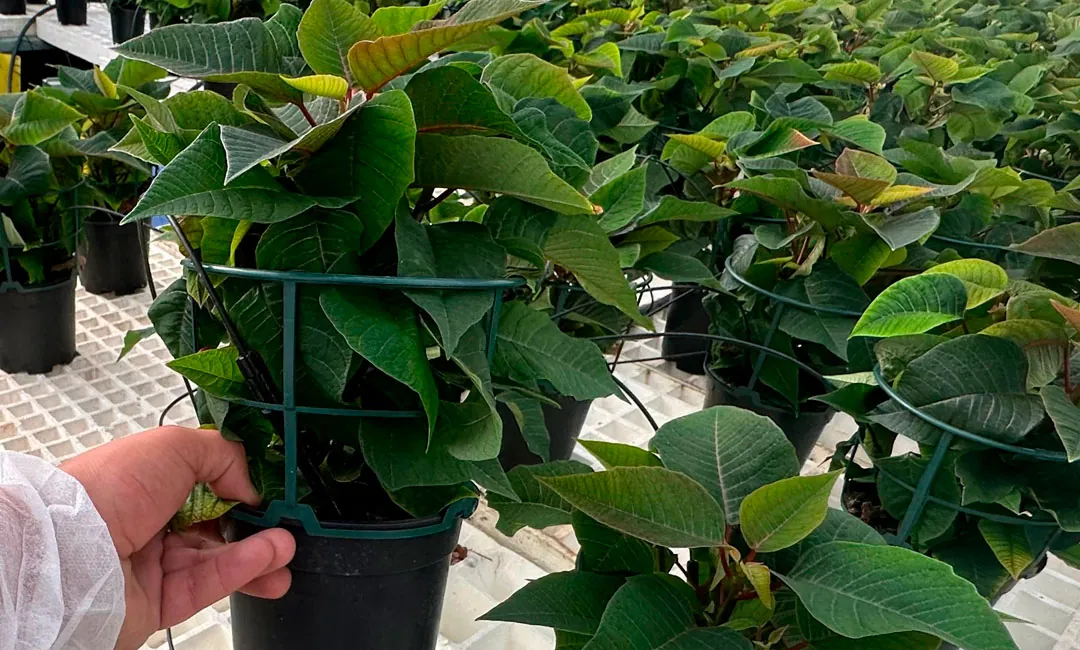 Poinsettia con sopafix