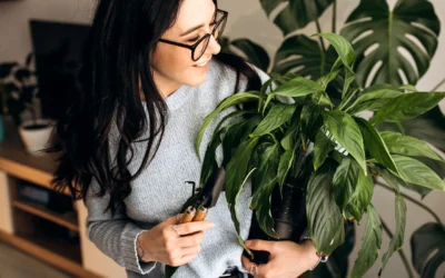 Sustrato para plantas verdes