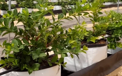 Sustratos para el cultivo profesional del arándano