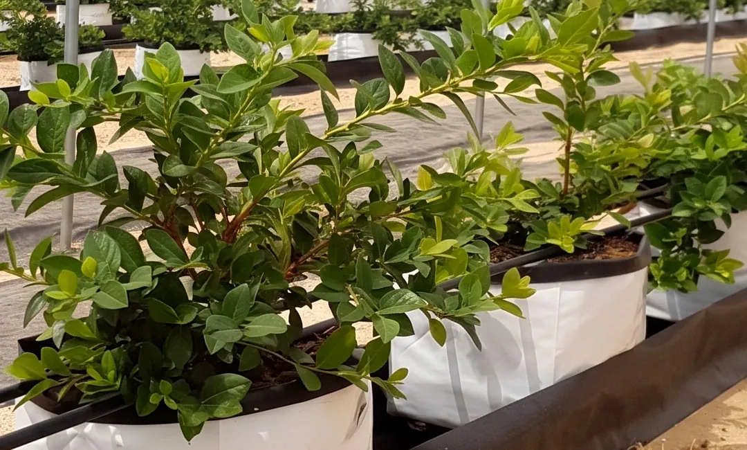 Cultivo del arándano en sacos de cultivo al exterior