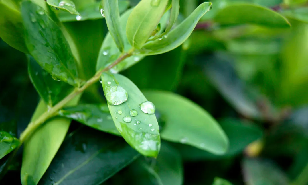 Brotación de una planta