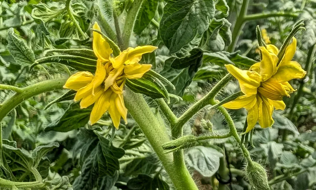 El fósforo potencia la floración