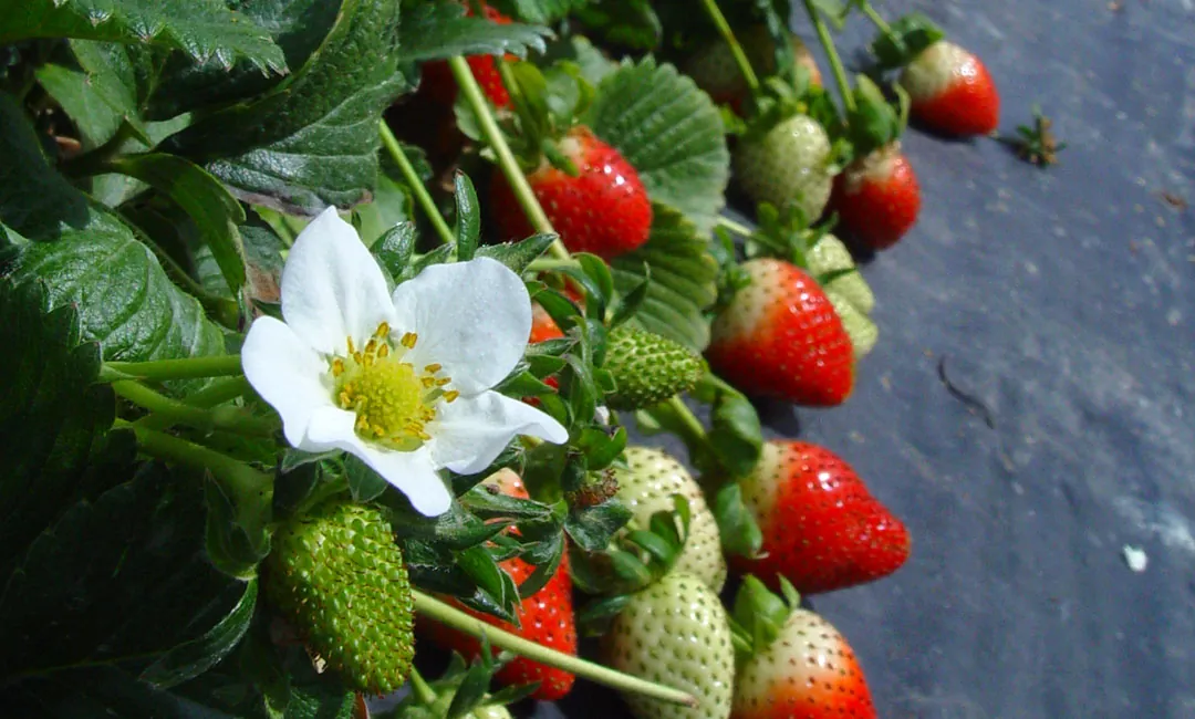 El potasio en la floración y engorde de frutos en fresas