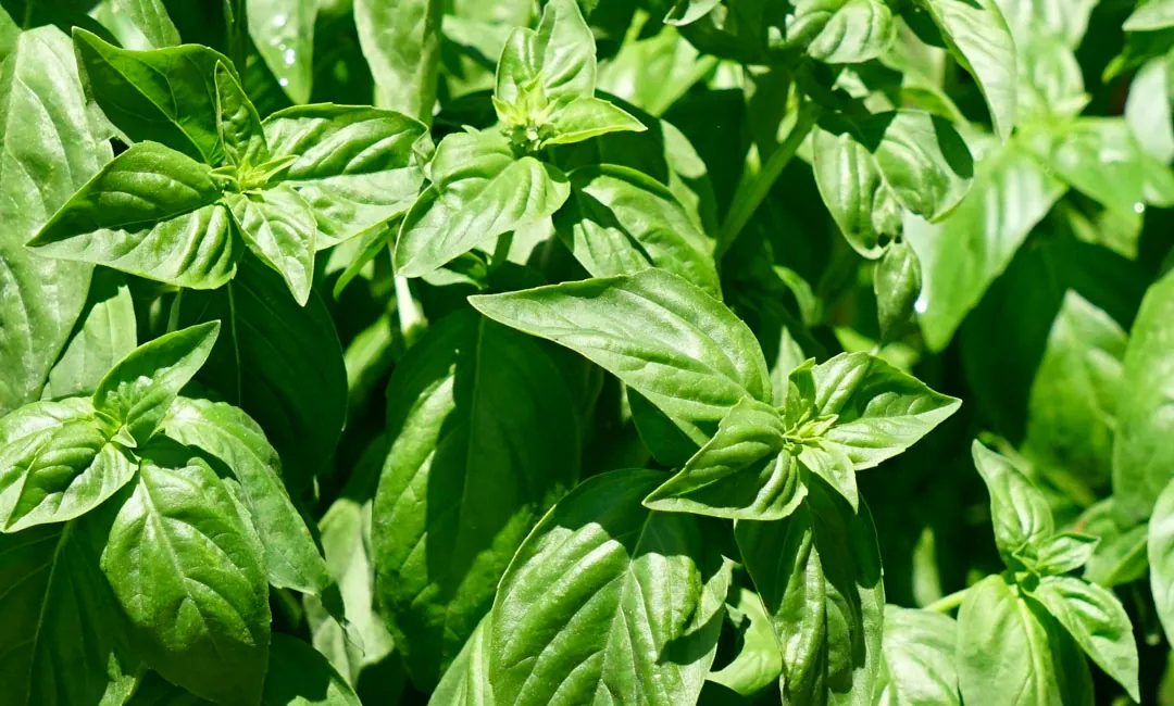 Hojas verdes de planta aromática
