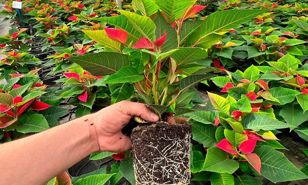 Planta de Poinsettia bien fertilizada con calcio