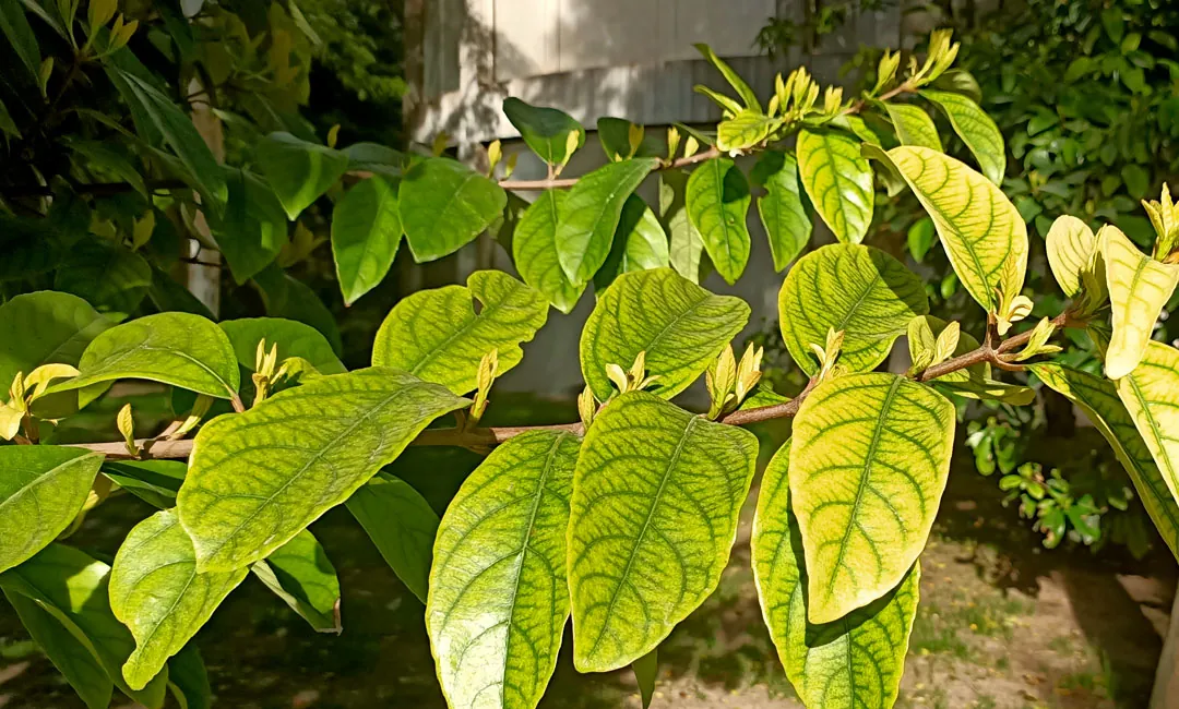 Carencia de hierro en la planta