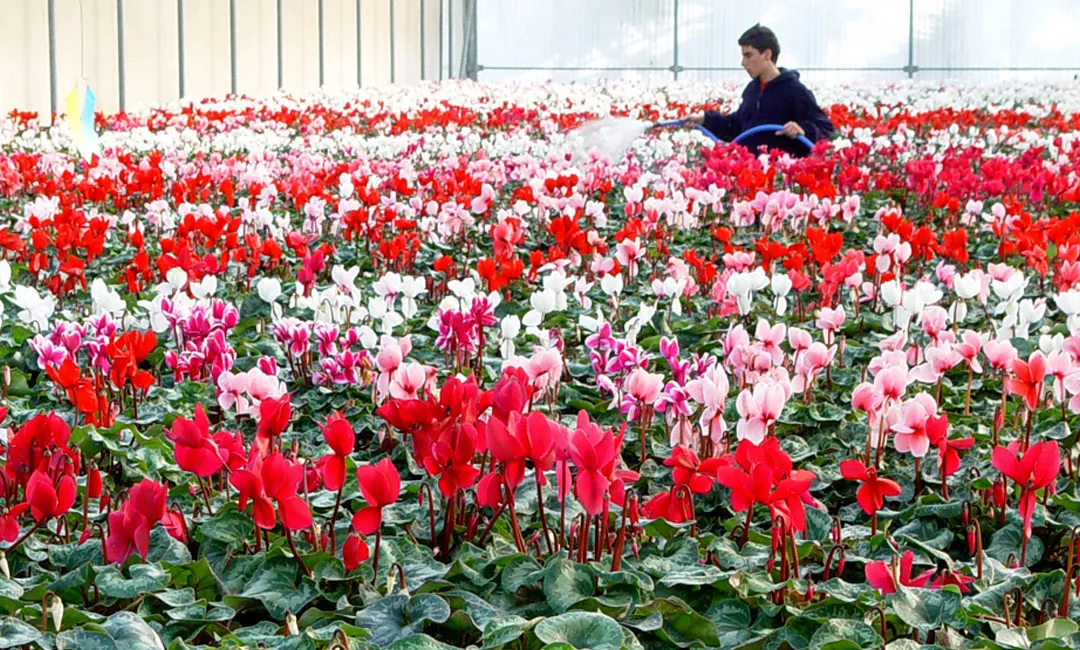 Cultivo de Cyclamen con gran floración