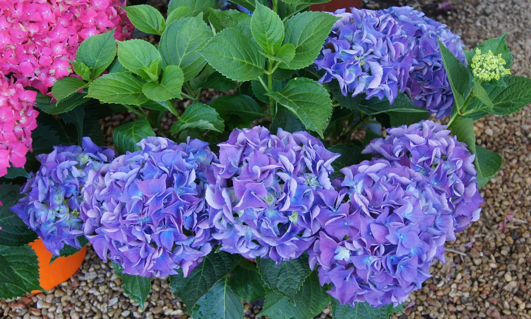 Hortensias de flores azules